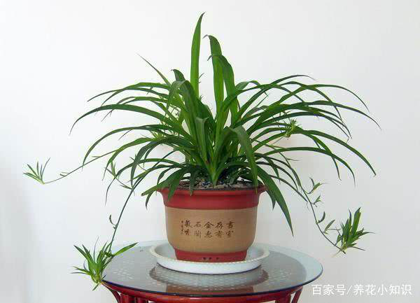 新裝修的門店放哪些植物可以凈化空氣？